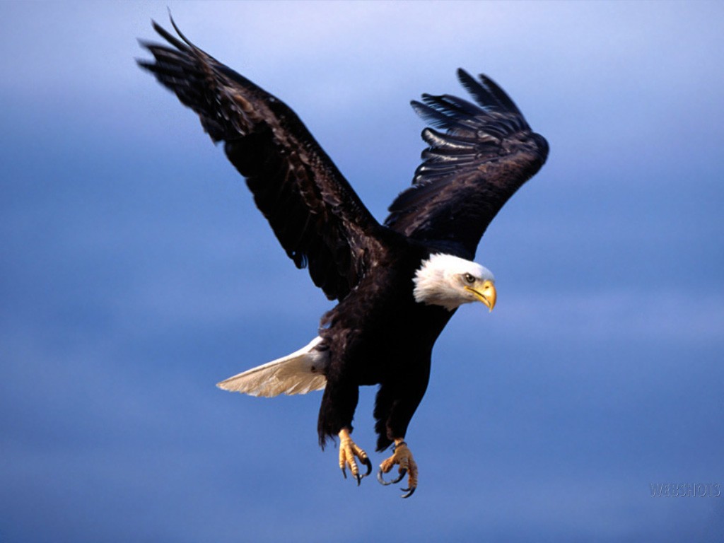 Bald Eagle Wallpaper  iPhone Android  Desktop Backgrounds